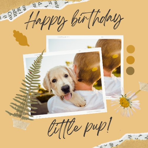 pet's special occasions