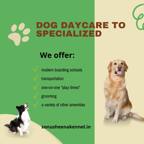 dog daycare to specialized dog daycare
