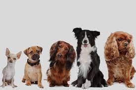 download (3) dog Breeds