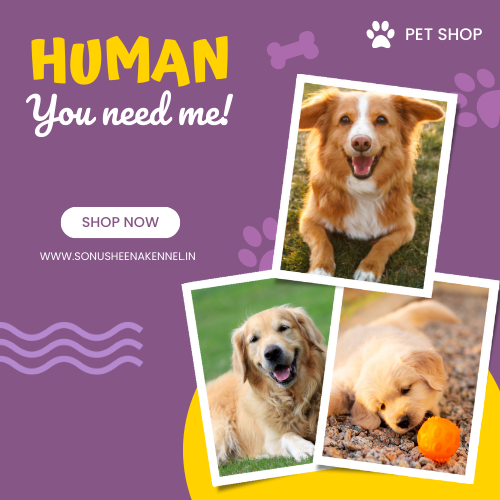 pet Sale & Purchase - Sonu Sheena Kennel